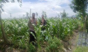 Sukseskan Tanam Padi, Polri Dampingi Petani di Lombok Barat