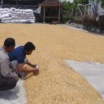 Polri Dampingi Bulog Cek Mutu 3 Ton Jagung Petani di Gerung Lombok Barat