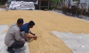 Polri Dampingi Bulog Cek Mutu 3 Ton Jagung Petani di Gerung Lombok Barat
