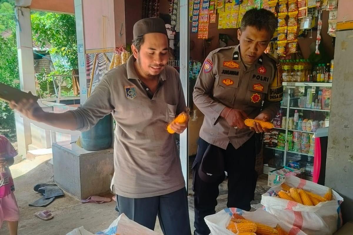 Peran Vital Bhabinkamtibmas: Dukungan Harga dan Serapan Panen Jagung