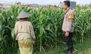 Peran Bhabinkamtibmas Kian Vital, Kawal Program Ketahanan Pangan di Desa Labuapi