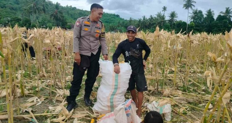 Demi Stok Pangan Nasional, Polsek Lembar Ajak Petani Salurkan Jagung Varietas NK ke Bulog