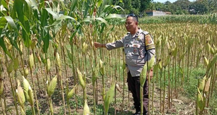 Strategi Polsek Labuapi Tingkatkan Produksi Jagung NTB